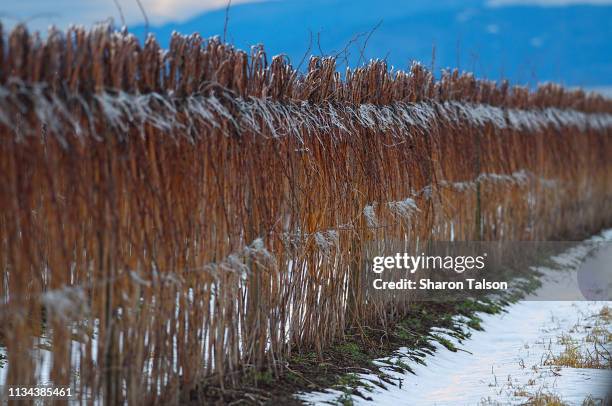 Winter Raspberry Canes 20 Raspberry Canes Stock Photos, High-Res Pictures, and Images - Getty ...
