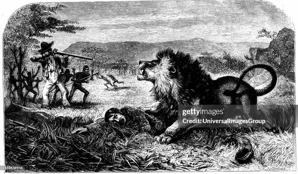 David Livingstone (1813-1873) saved from a lion by Mebalwe, a native school master. From Missionary Travels and Researches in South Africa David Livingstone (London 1857). Engraving.