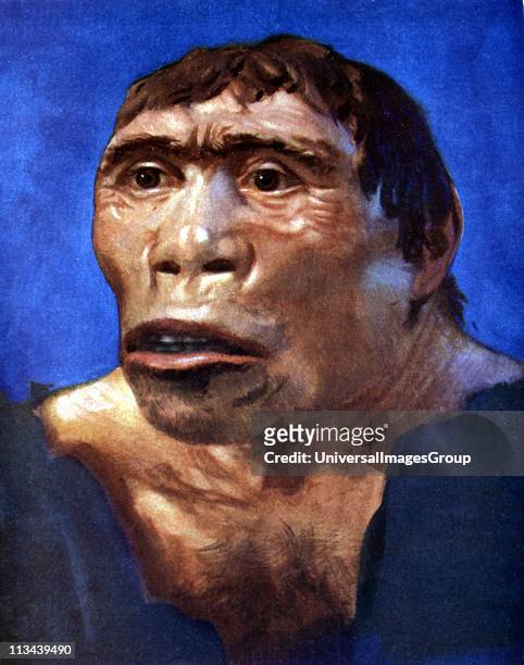 Reconstruction of Java Man based on skull cap, thigh bone and 2 back teeth discovered in Pliocene fossil beds in Trinil, Central Java, by Dr Eugene...