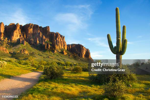 saguaro cactus at sunset in superstition mountains - cactus landscape stock-fotos und bilder