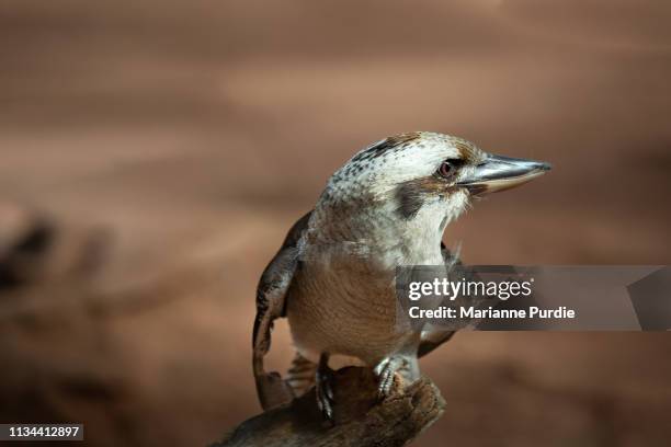 australian kookaburra - monogamous animal behavior stock pictures, royalty-free photos & images