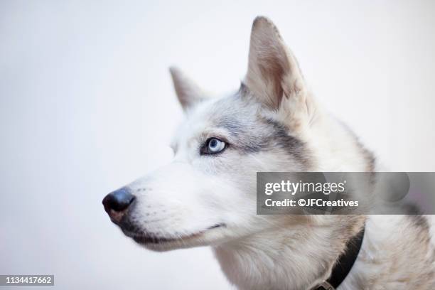 portrait of a siberian husky - chien de traineau photos et images de collection