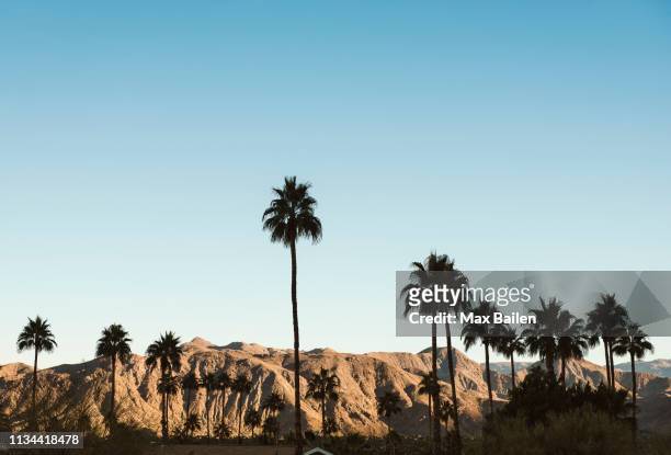 palm trees in palm springs, california, usa - palm springs californie stockfoto's en -beelden