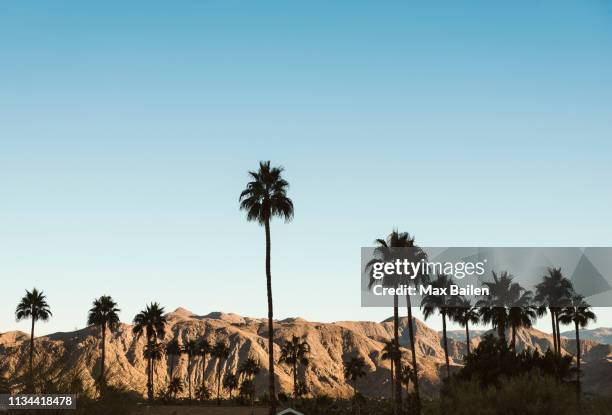 palm trees in palm springs, california, usa - riverside county california stock pictures, royalty-free photos & images