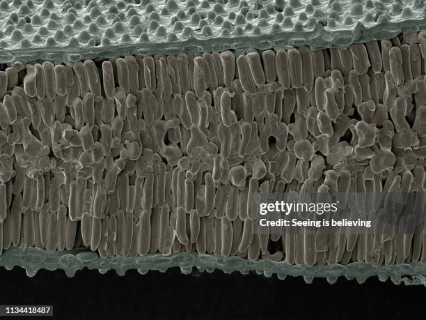 micrograph of a leaf - electron micrograph stock pictures, royalty-free photos & images