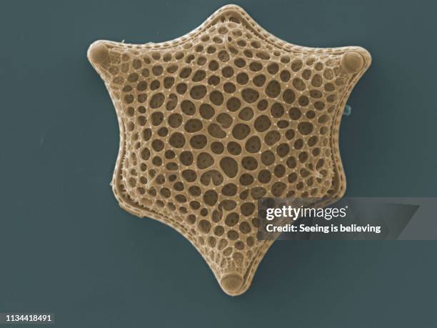 micrograph of diatom - scanning electron micrograph stock-fotos und bilder