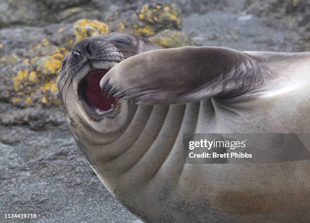 an elephant seal pup (weaner) on the beach, north east side of macquarie island, southern ocean - yawning foto e immagini stock