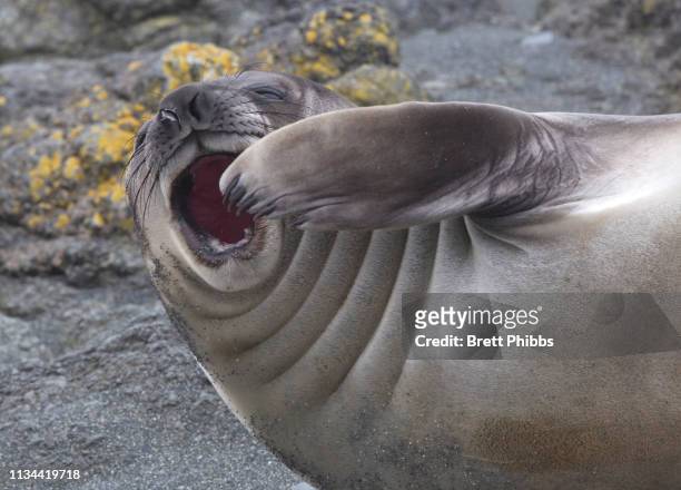 an elephant seal pup (weaner) on the beach, north east side of macquarie island, southern ocean - yawning stockfoto's en -beelden