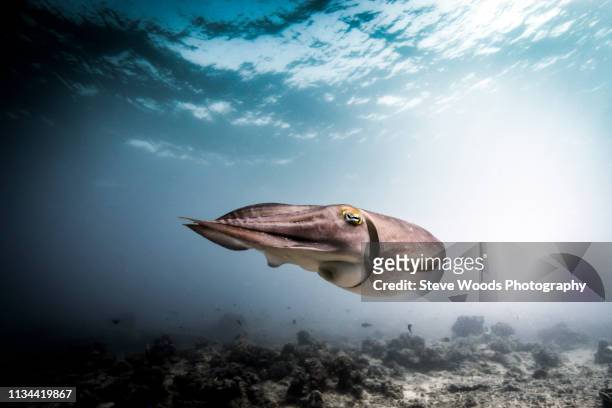 broadclub cuttlefish (sepia latimanus) swimming over seabed, lombok, indonesia - sepia fotografías e imágenes de stock