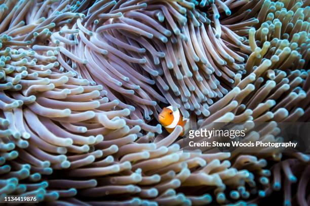 a false clown anemone fish (amphiprion ocellaris) hides on an anemone, raja ampat, west papua, indonesia - anemonefish stockfoto's en -beelden
