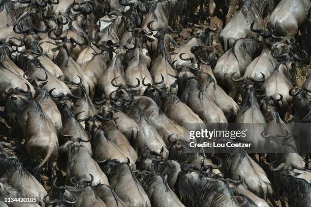 overhead view of western white-bearded wildebeest  (connochaetes taurinus mearnsi), mara triangle, maasai mara national reserve, narok, kenya, africa - great migration stock pictures, royalty-free photos & images