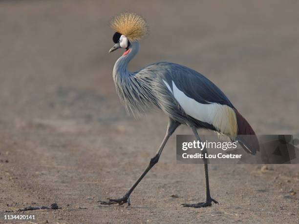 portrait of a grey crowned crane  (balearica regulorum), mara triangle, maasai mara national reserve, narok, kenya, africa - grey crowned crane stockfoto's en -beelden