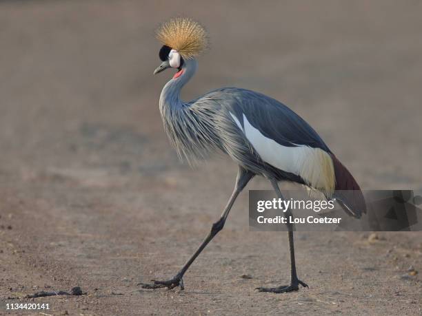 portrait of a grey crowned crane  (balearica regulorum), mara triangle, maasai mara national reserve, narok, kenya, africa - grou pássaro - fotografias e filmes do acervo