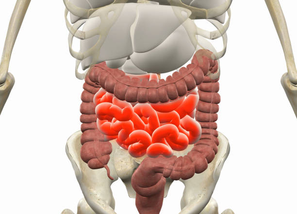741 Appendix Anatomy Stock Photos, High-Res Pictures, and Images ...
