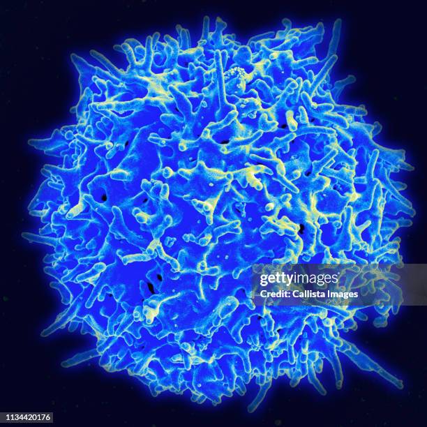 scanning electron micrograph of a human t cell - t cell stock pictures, royalty-free photos & images