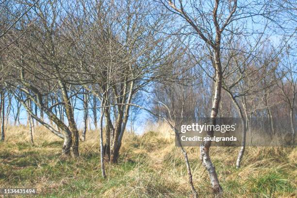 birch trees in winter - arid woodlands stock-fotos und bilder