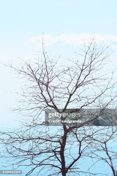 bare branch tree against sky - single tree branch stock pictures, royalty-free photos & images