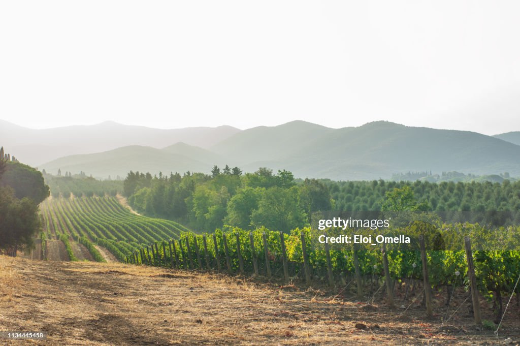 Viñedos y paisajes de la Toscana. Italia