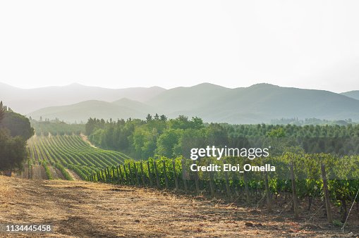 Viñedos y paisajes de la Toscana. Italia Viñedos y paisajes de la Toscana. Italia