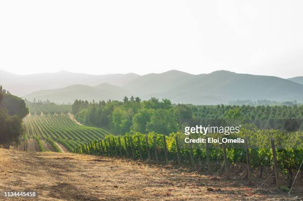 wijngaarden en landschappen in toscane. italië - veld stockfoto's en -beelden