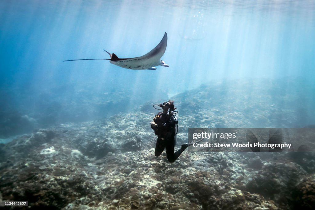 A Manta Ray (Manta alfredi) swimming over a scuba diver , Bali, Indonesia