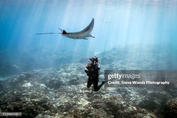 a manta ray (manta alfredi) swimming over a scuba diver , bali, indonesia - ray fish stock pictures, royalty-free photos & images