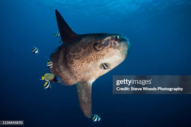 ocean sunfish (mola ramseyi) is cleaned by reef fish in deep water, bali, indonesia - sunfish stock pictures, royalty-free photos & images