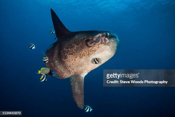 ocean sunfish (mola ramseyi) is cleaned by reef fish in deep water, bali, indonesia - peixe lua peixe - fotografias e filmes do acervo