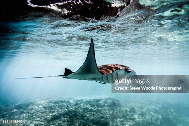 a manta ray (manta alfredi) swimming over coral reef , bali, indonesia - manta ray stock pictures, royalty-free photos & images