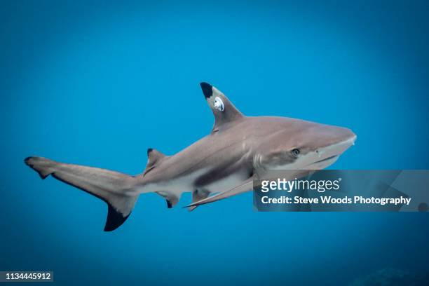 juvenile blacktip reef shark swims free after it has been tagged, lombok, indonesia - markierung stock-fotos und bilder