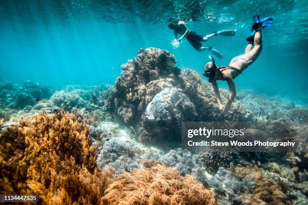 two snorkelers perform scientific surveys on coral reef and fish, raja ampat, west papua, indonesia - raja ampat stock-fotos und bilder