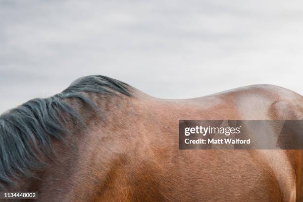 close up of bay horse's back - hairy bum 個照片及圖片檔