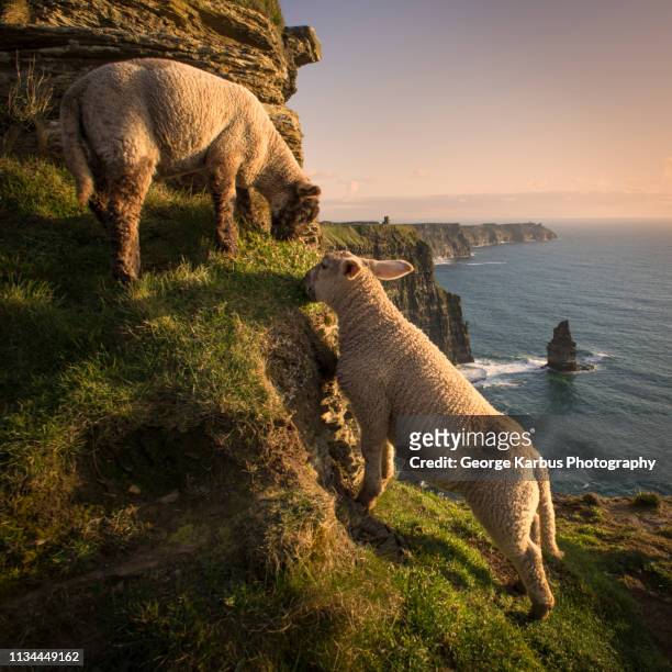 sheep on cliffs of moher, liscannor, ireland - sheep ireland stock pictures, royalty-free photos & images