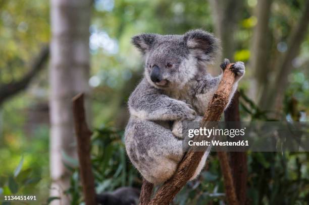 australia, brisbane, lone pine koala sanctuary, portrait of koala perching  on tree trunk - coala stock pictures, royalty-free photos & images