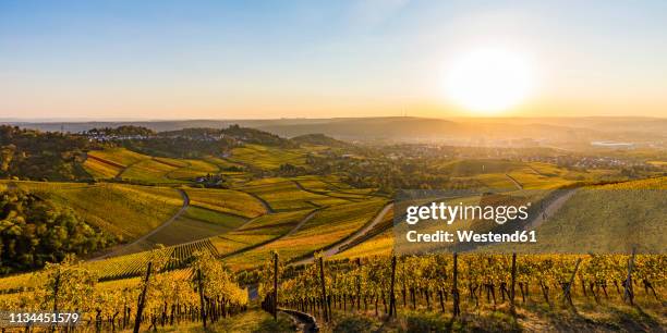 germany, baden-wuerttemberg, stuttgart untertuerkheim, vineyards in autumn at sunset - stuttgart germany stock pictures, royalty-free photos & images