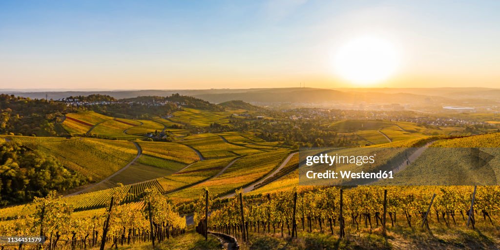 Germany, Baden-Wuerttemberg, Stuttgart Untertuerkheim, vineyards in autumn at sunset