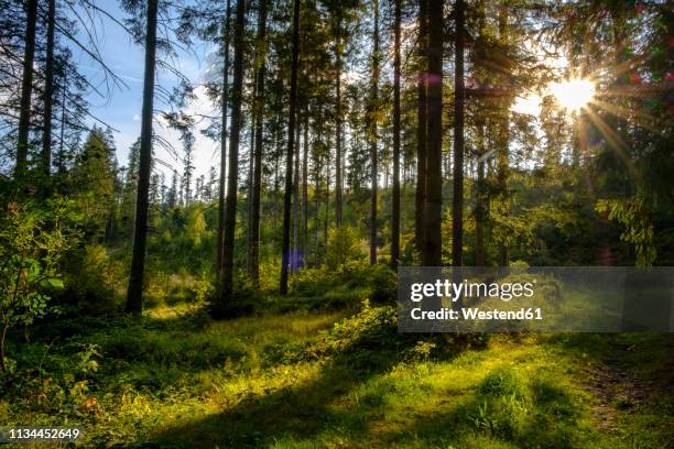 germany, bavaria, lower bavaria, frauenau, bavarian forest against the sun - nationalpark bayerischer wald stock-fotos und bilder