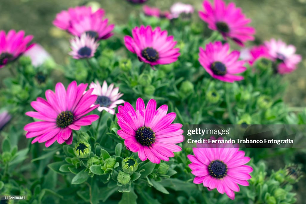 Osteospermum Ecklonis Flower (dimorfoteca)