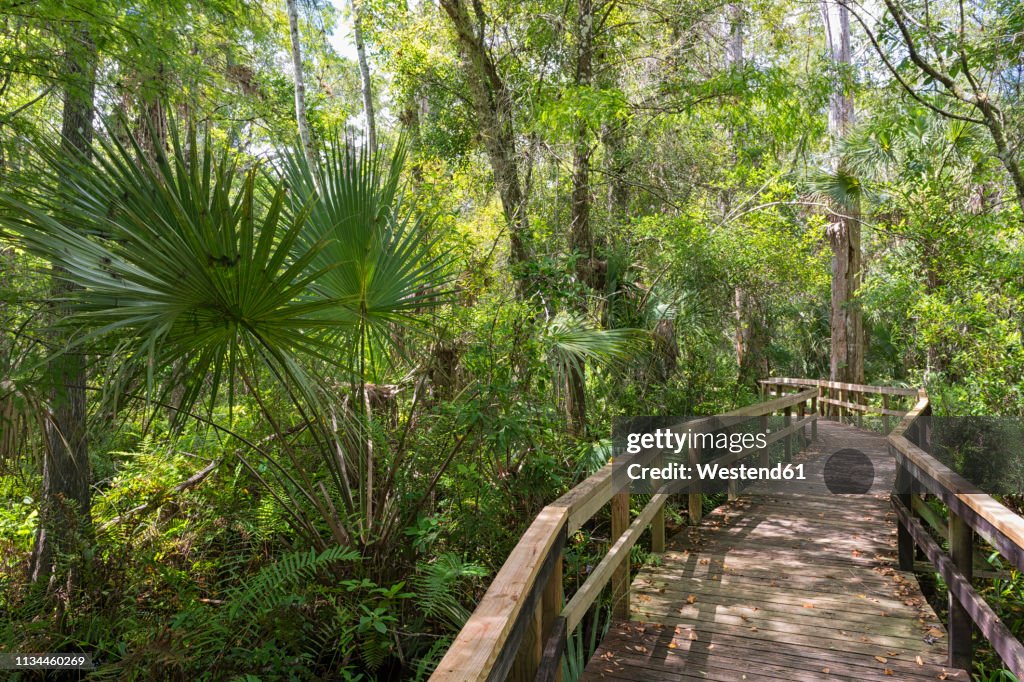 USA, Florida, Copeland, Fakahatchee Strand Preserve State Park, boardwalk through swamp