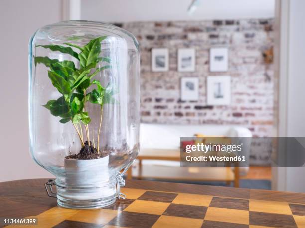 microclimate, coffee plant under glass, water, recycled, biotope in glass - microclimate stock pictures, royalty-free photos & images