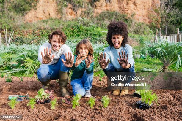 family planting lettuce seedlings in vegetable garden, showing hands, full of soil - dirty lettuce stock pictures, royalty-free photos & images