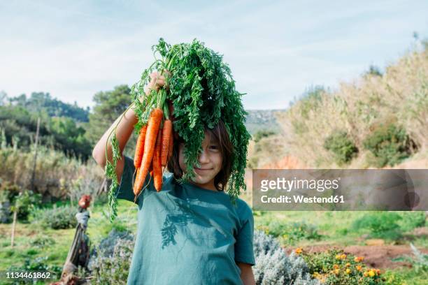 boy standing in vegetable garden, holding a bunch of carrots - cuisine humour stock-fotos und bilder