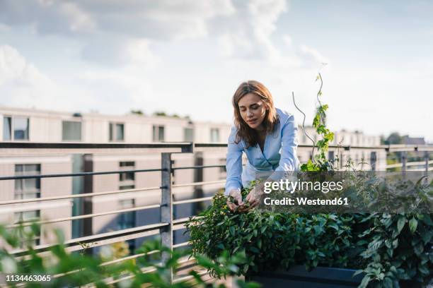 businesswoman cultivating vegetables in his urban rooftop garden - garden work stock-fotos und bilder