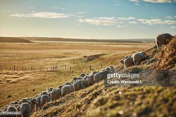 Talaje 23,860 Chile Country Stock Photos, High-Res Pictures, and Images ...