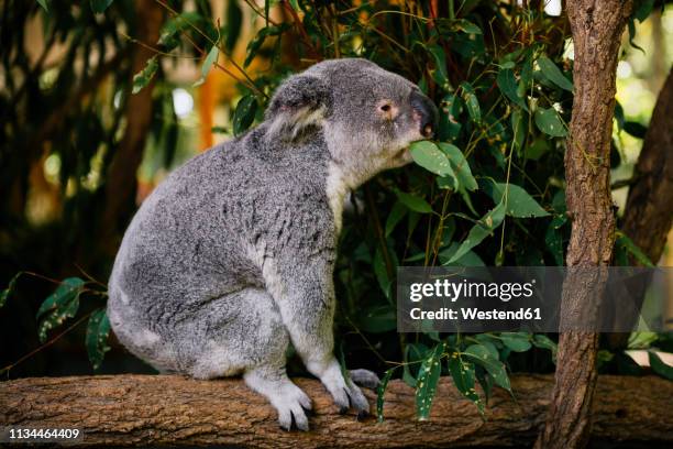 australia, brisbane, lone pine koala sanctuary, koala eating eucalyptus leaves - koala eating stock-fotos und bilder