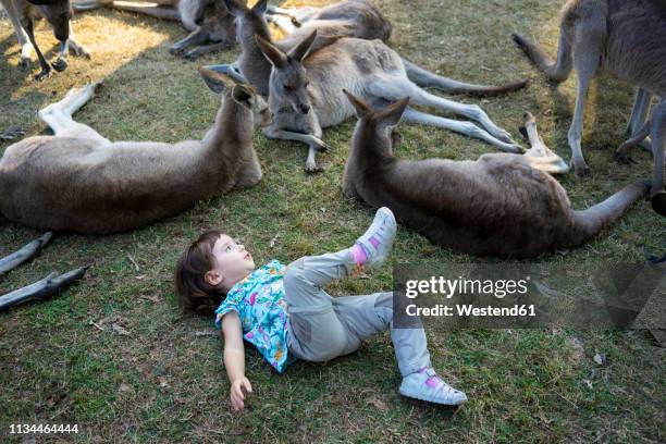 266 Funny Of Kangaroos Photos and Premium High Res Pictures - Getty Images 266 Funny Of Kangaroos Photos and Premium High Res Pictures - Getty Images