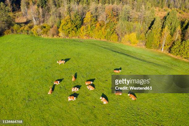 germany, bavaria, bad toelz, aerial view of cows on meadow - viehweide stock-fotos und bilder