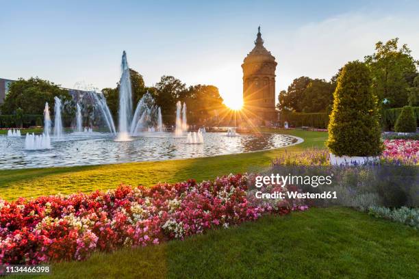 germany, mannheim, friedrichsplatz with fountain and water tower in the background by sunset - mannheim stockfoto's en -beelden