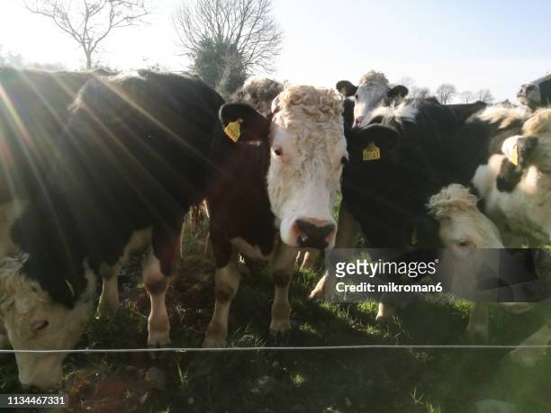 irish cows grazing on grassy field of tipperary, ireland during a sunny spring day - sun set in field cows foto e immagini stock