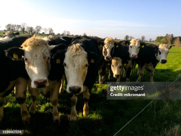 irish cows grazing on grassy field of tipperary, ireland during a sunny spring day - sun set in field cows foto e immagini stock